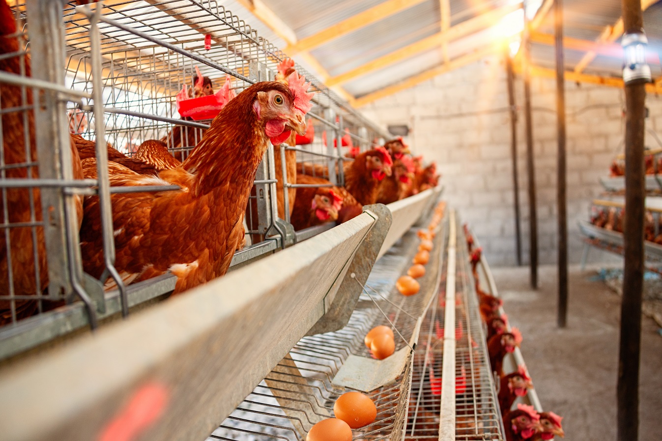 Poultry health, environment and equipment of poultry farms