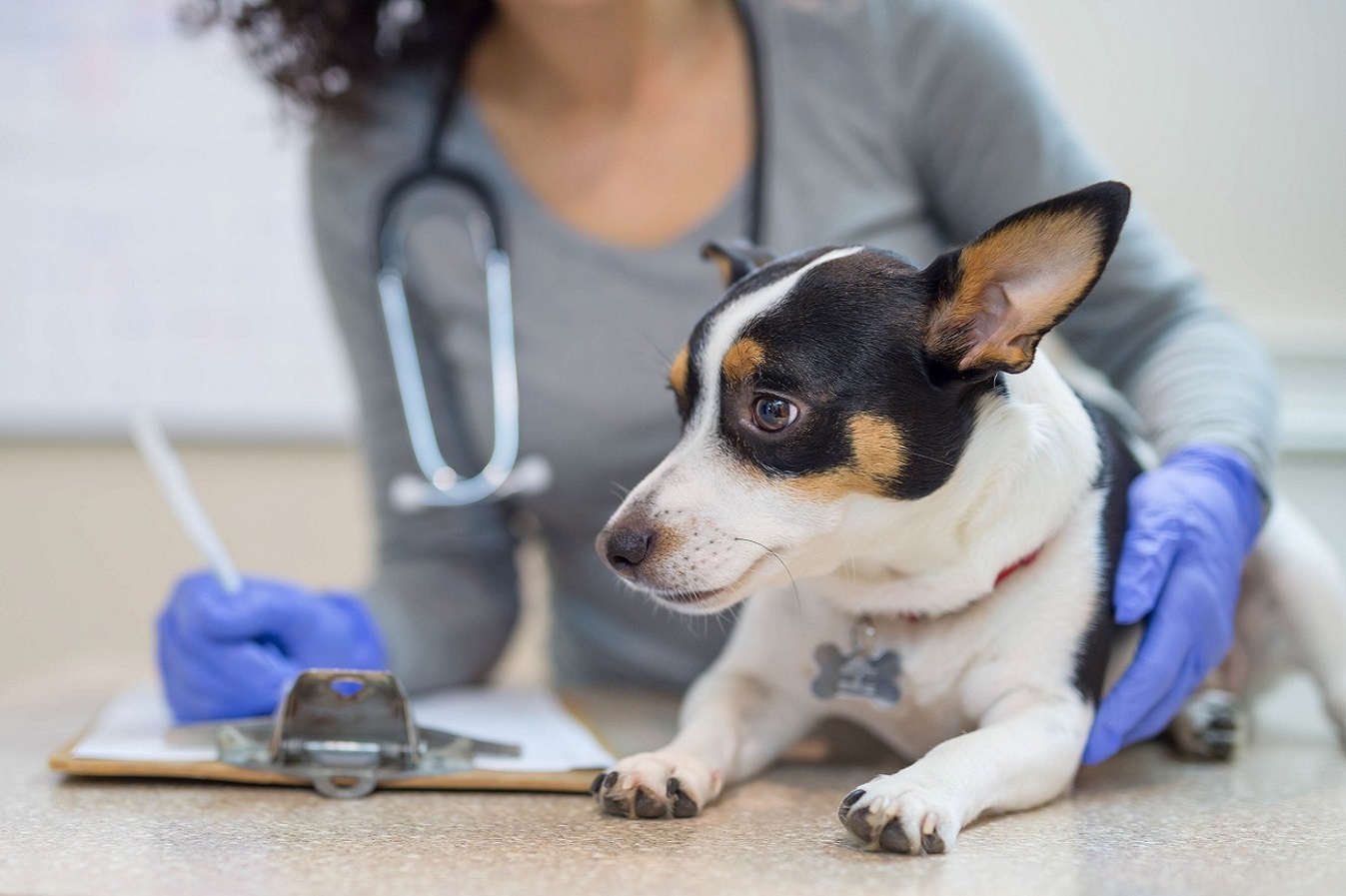 Disinfection of pet veterinary clinics